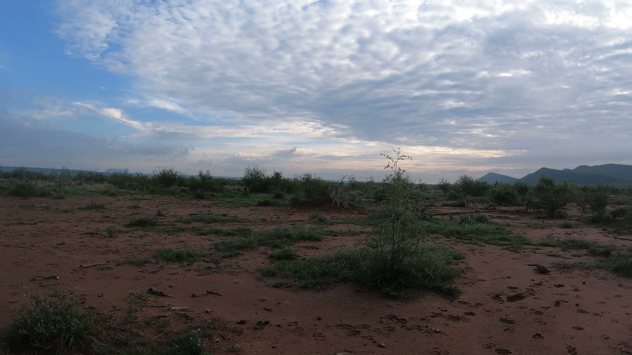 cheetahs madikwe