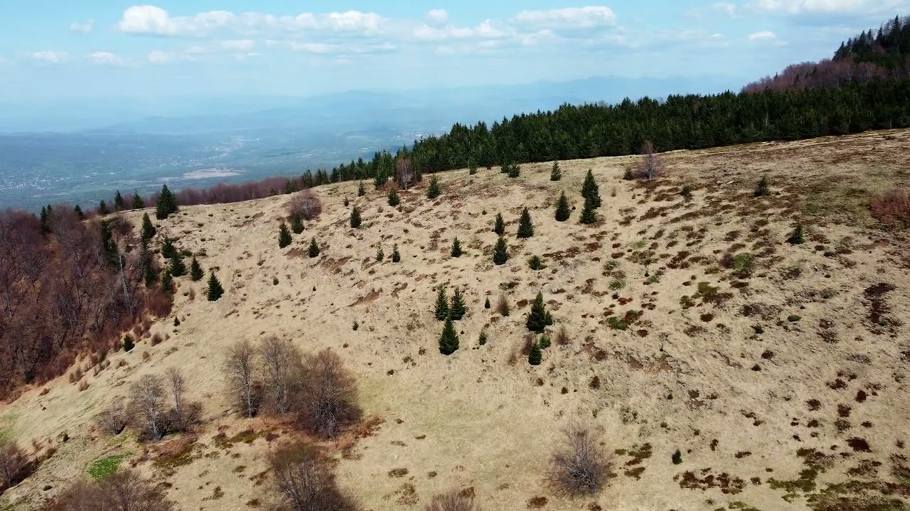 Poiana Nedeiului & Poiana Rotundă – Liniștea Gutâiului și Creasta Cocoșului ca-n povești 🌲⛰️