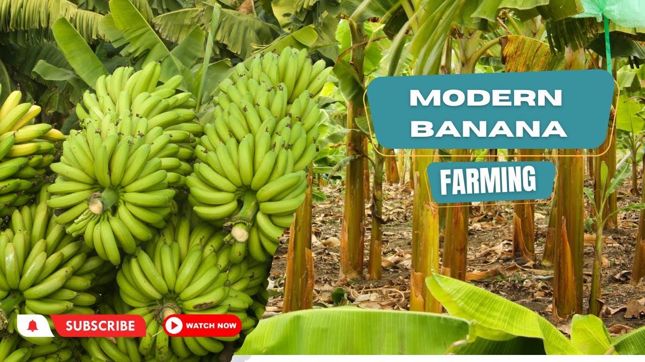 Banana Farming Project | Biggest Banana Farming In Australia