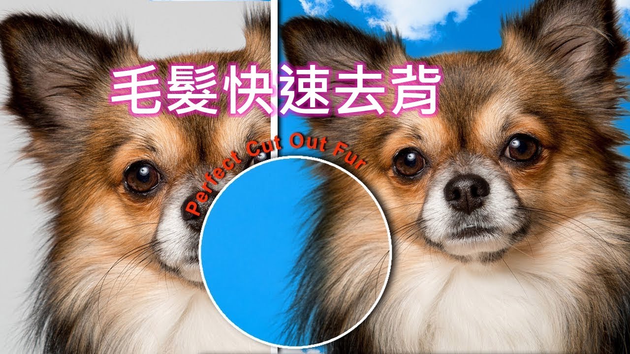 Photoshop 秘技 毛髮去背不求人 您也可以去的一絲一絲的  Photoshop Tips and Tricks Better Cut Out Fur