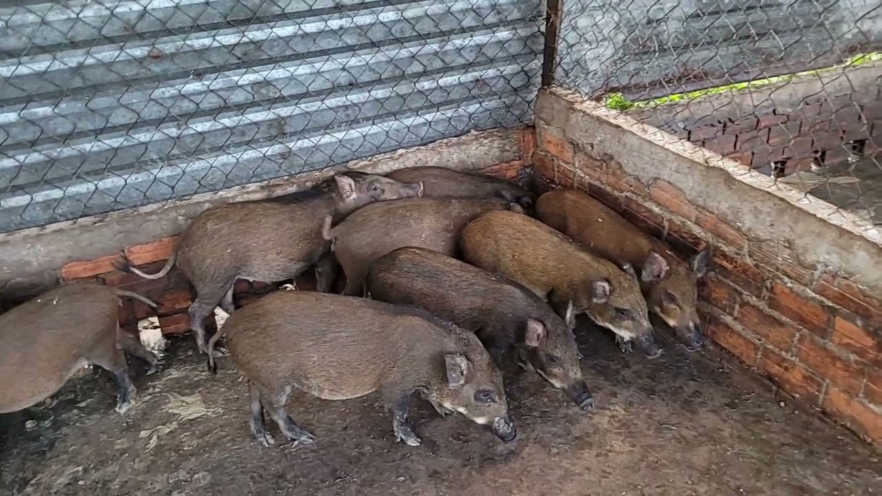 cách chọn heo rừng giống #heorung #heorừng #heorừnglai #0931043234