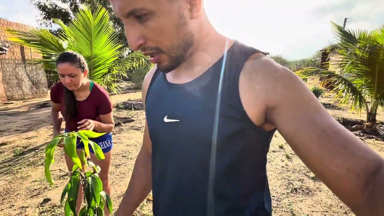Olha como tá depois das chuvas ,🌧️no meu sítio frutas 🍈 nascendo 