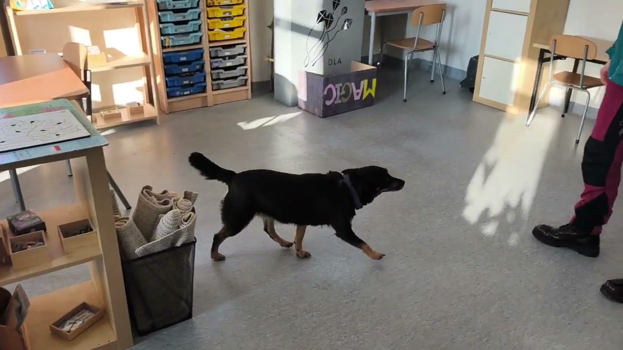 31.01.2026 Zawody Nosework Polska z Nosework Łódź, kl1, pomieszczenia, Luna i Klara 