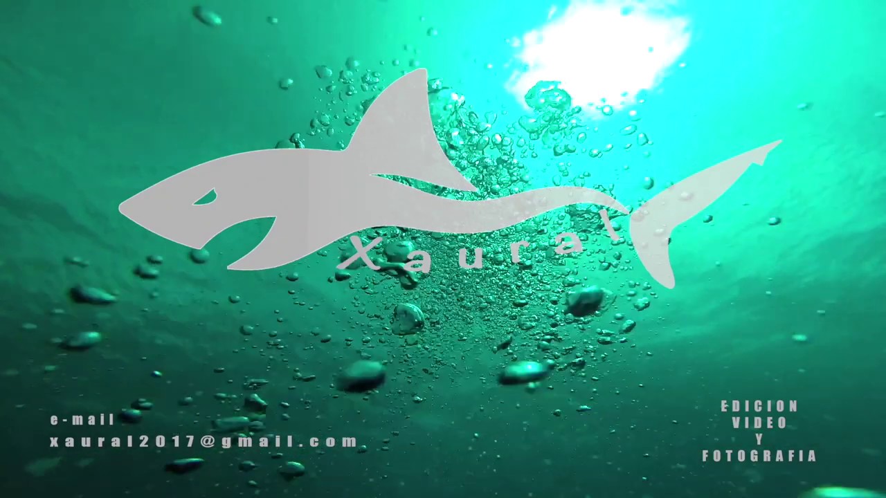 Guia de fauna marina Gran Canaria avistada en 2019