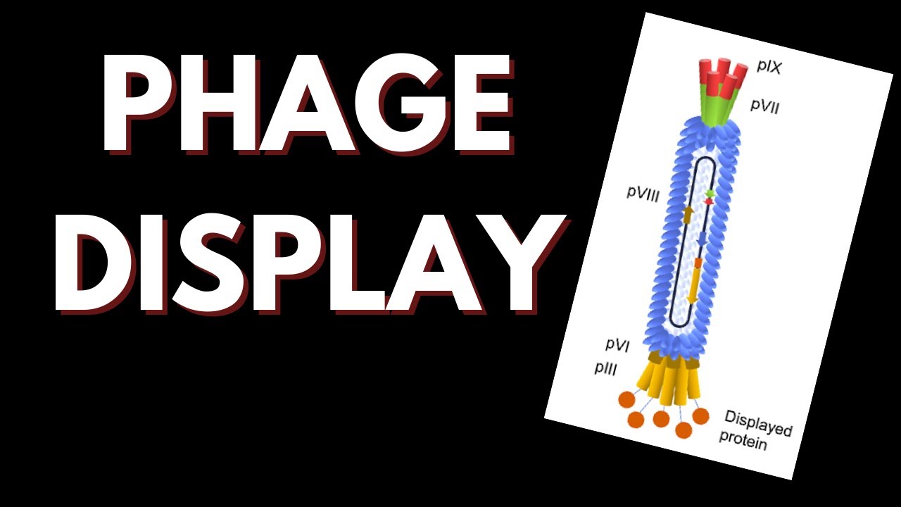Phage Display - How does it work?