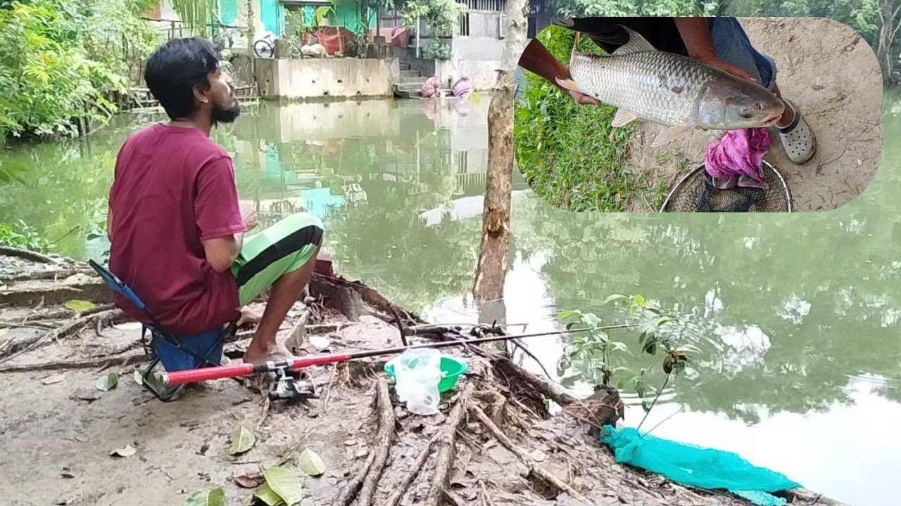 Fishing video || traditional mans catching hook fishing in village Molla Bari pond#fishing