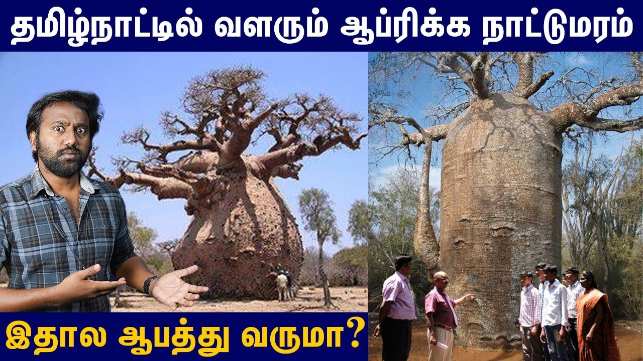 ஒரு மரமே 1.2 இலட்சம் லிட்டர் தண்ணீரை உறிஞ்சி வச்சுக்குமாம்! | Baobab tree - interesting facts