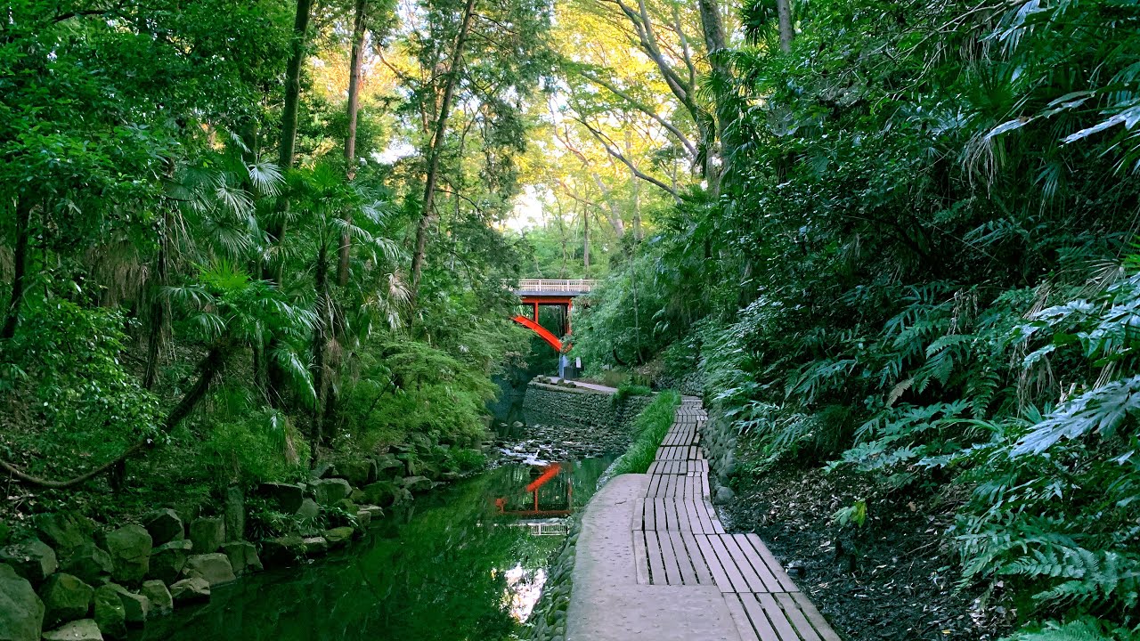 【4K】[東京散歩] 等々力渓谷 都会の中の自然 2020/09/22 [Tokyo Walk] Todoroki ravine Urban nature