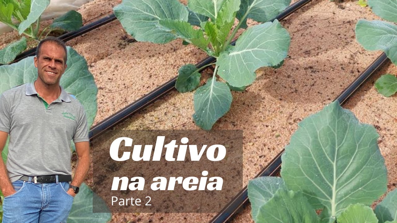 Cultivo em areia parte 2