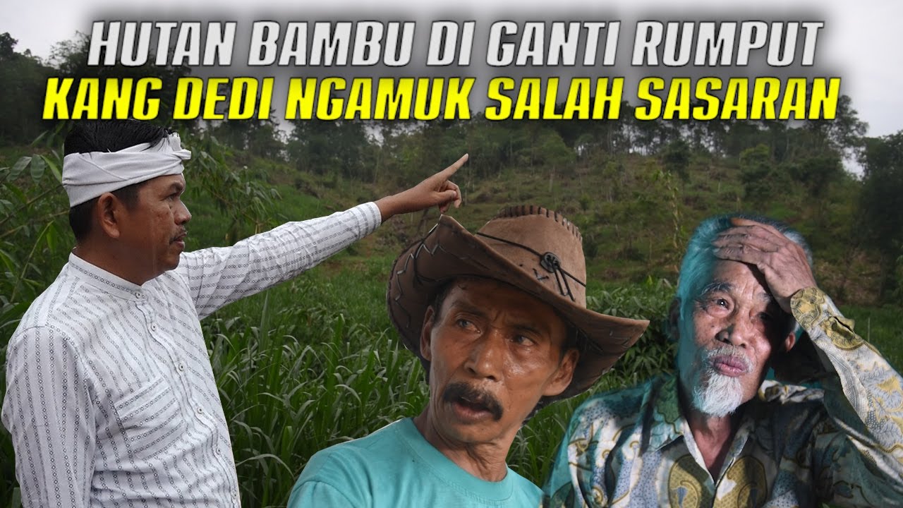 HUTAN BAMBU DIBABAT DIGANTI SAMA RUMPUT KANG DEDI NGAMUK TAPI SALAH SASARAN DAN MINTA MAAF