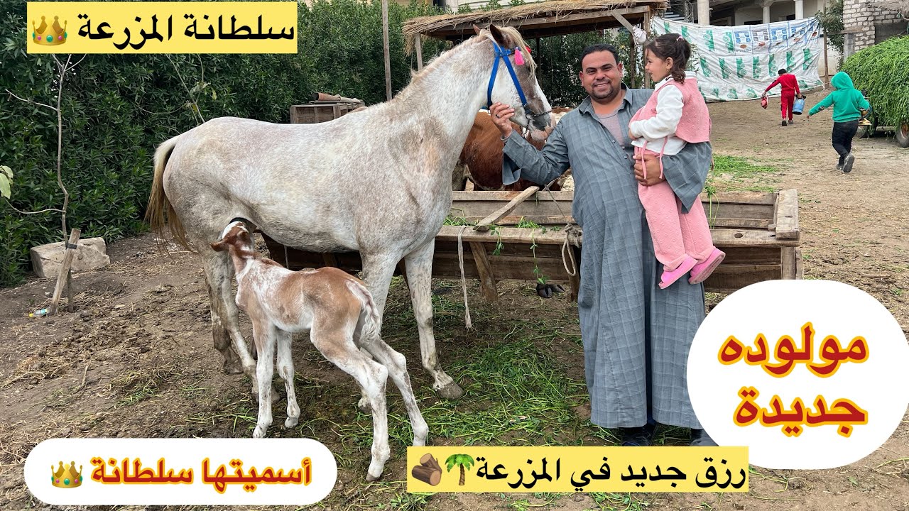 باركوا لزوجيي 🎊المهرة🐎ولدت سلطانة صغيره🐴فن احتضان الحياه البسيطة في الريف الجميل👌الطبخ على الشموع 🕯️