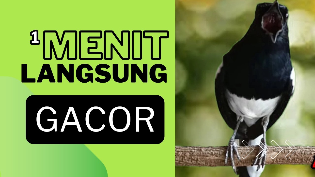 Kacer ngeplong santai, Suara kacer ngeplong bikin lawan langsung nyaut gacor!