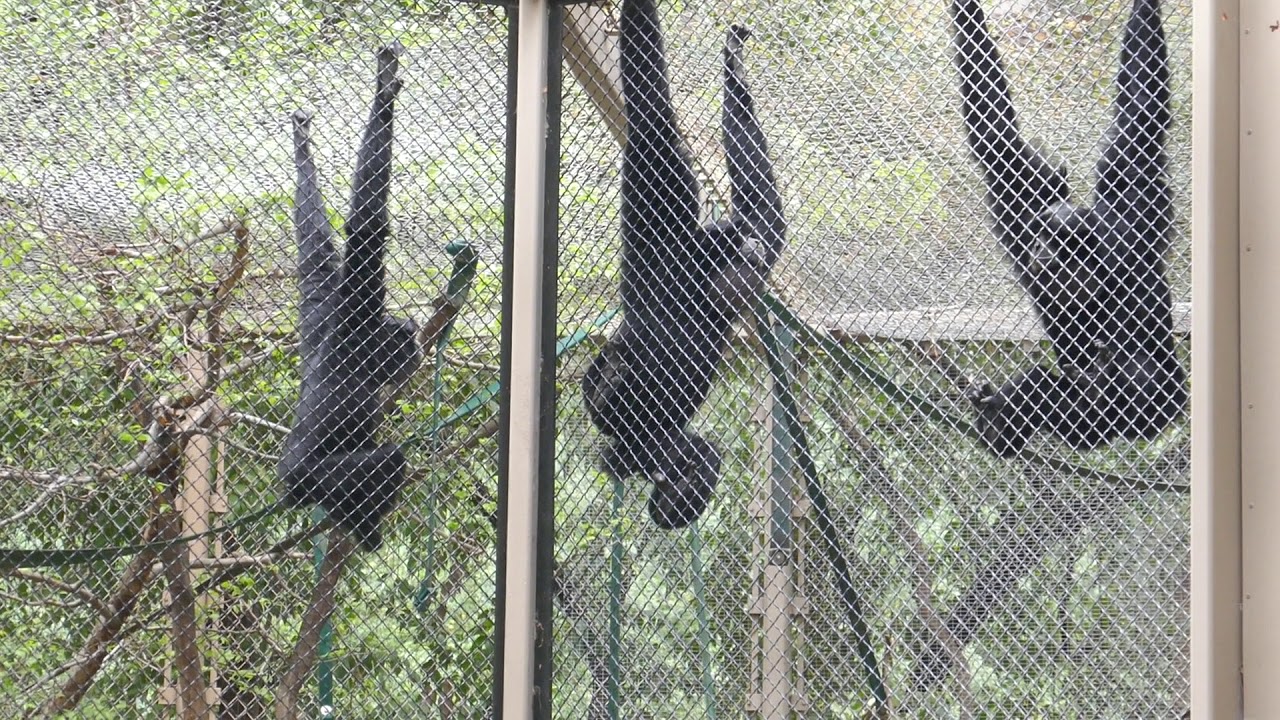 Siamang Gibbons Howling LA Zoo Los Angeles California USA March 11, 2021 Animals Winter