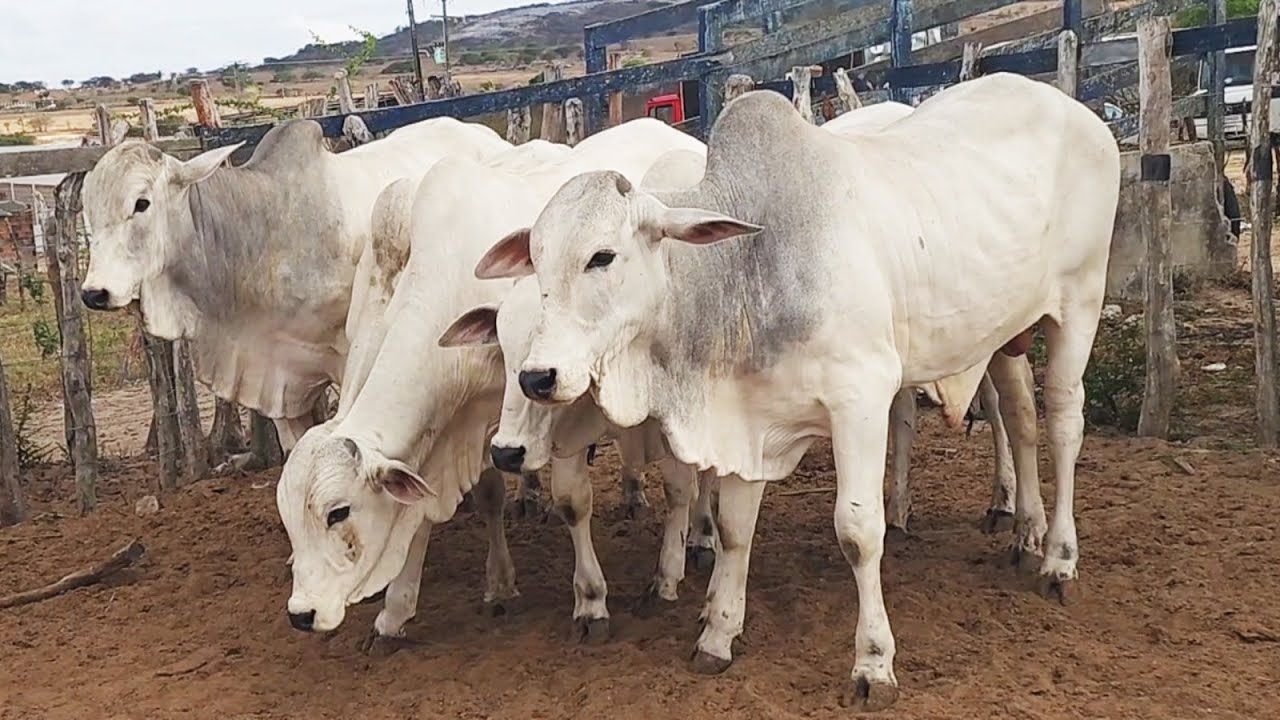 FEIRA DO GADO EM CRUZES-PE  02-02-2026 #nordeste