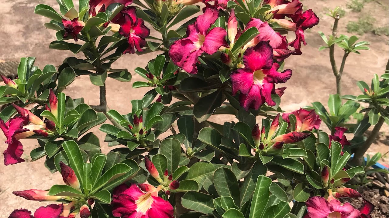 Boa tarde! Vamos ver flores 🌺 um espetáculo de planta 🏜