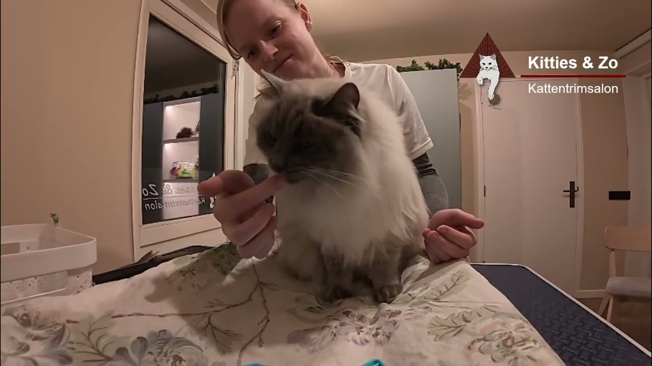 Jonge kat • eerste trimbeurt - aandacht voor signalen en zachte afleiding