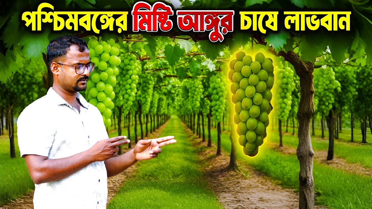 পশ্চিমবঙ্গের মিষ্টি আঙ্গুর চাষ দিয়ে আপনি ধনী হতে পারেন কিনা?