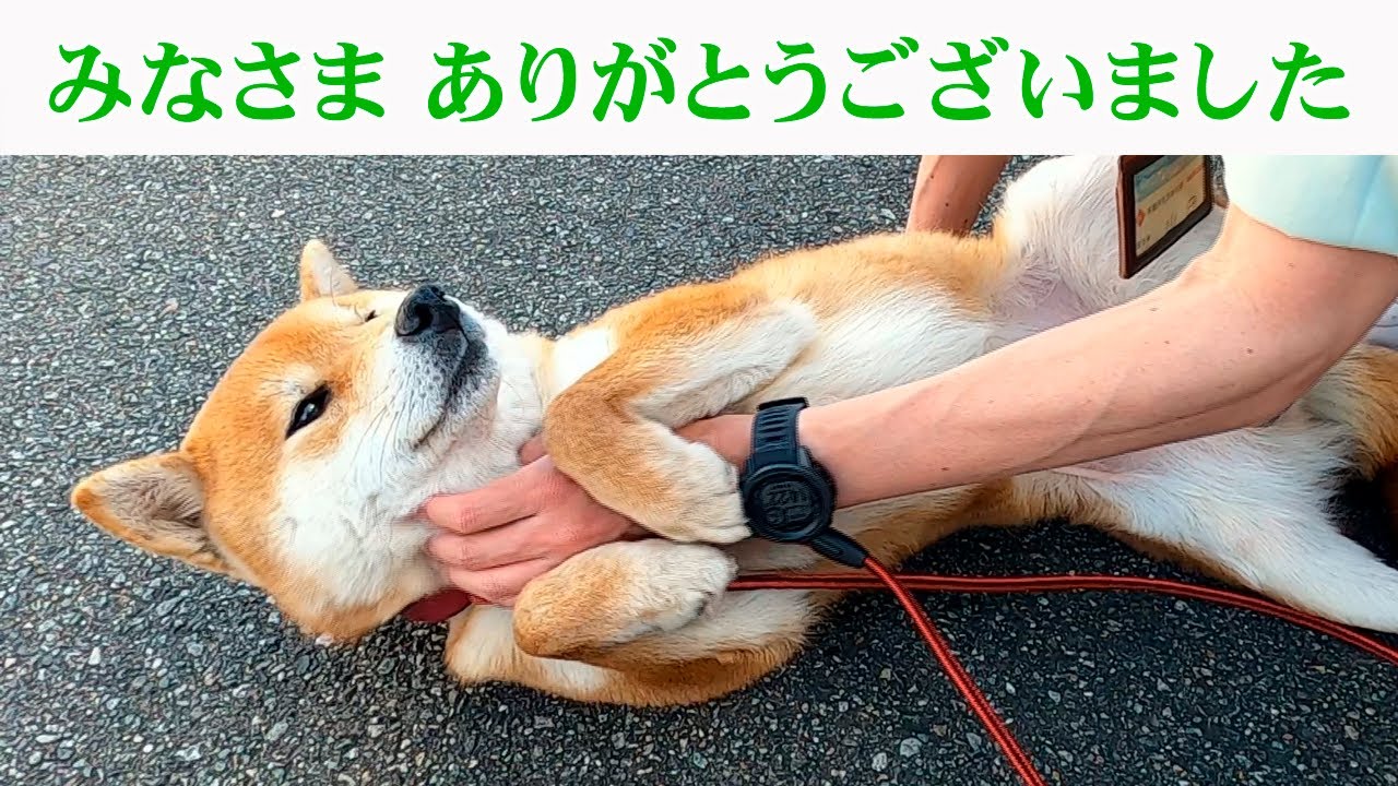 すべての柴犬の譲渡先が決まりました～富山市保健所からのメッセージ～