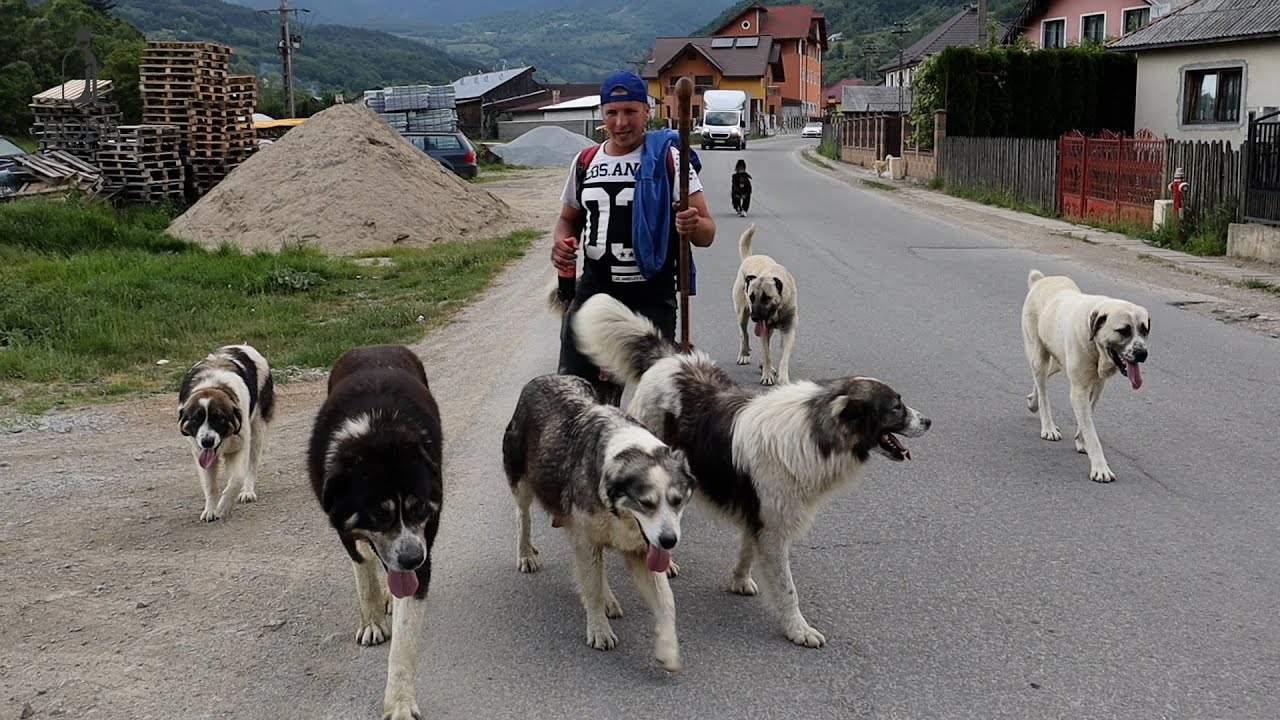 MIGRAȚIA OILOR la MUNTE pe ANIEȘUL MARE în PICIORUL lui MARC - MUNȚII RODNEI 2023