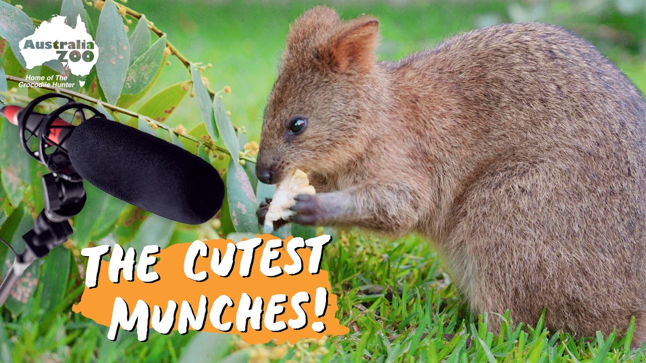 Mic'd up morning tea with the Quokkas | Australia Zoo Life