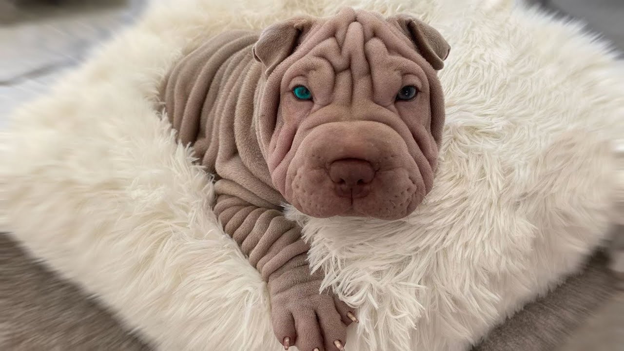 The 10 Wrinkly Dog Breeds That Will Melt Your Heart