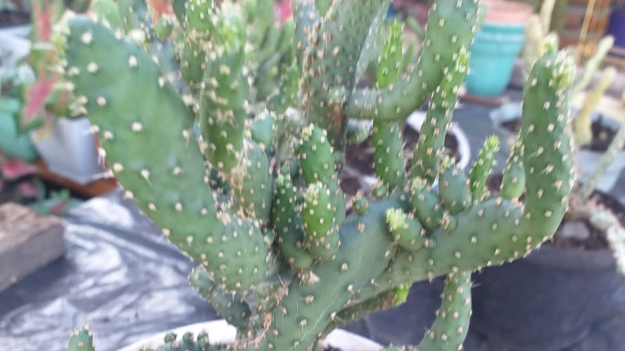 CÓMO CUIDO LA OPUNTIA  MONSTRUOSA Y VARIEGADA. eloasisdesonia