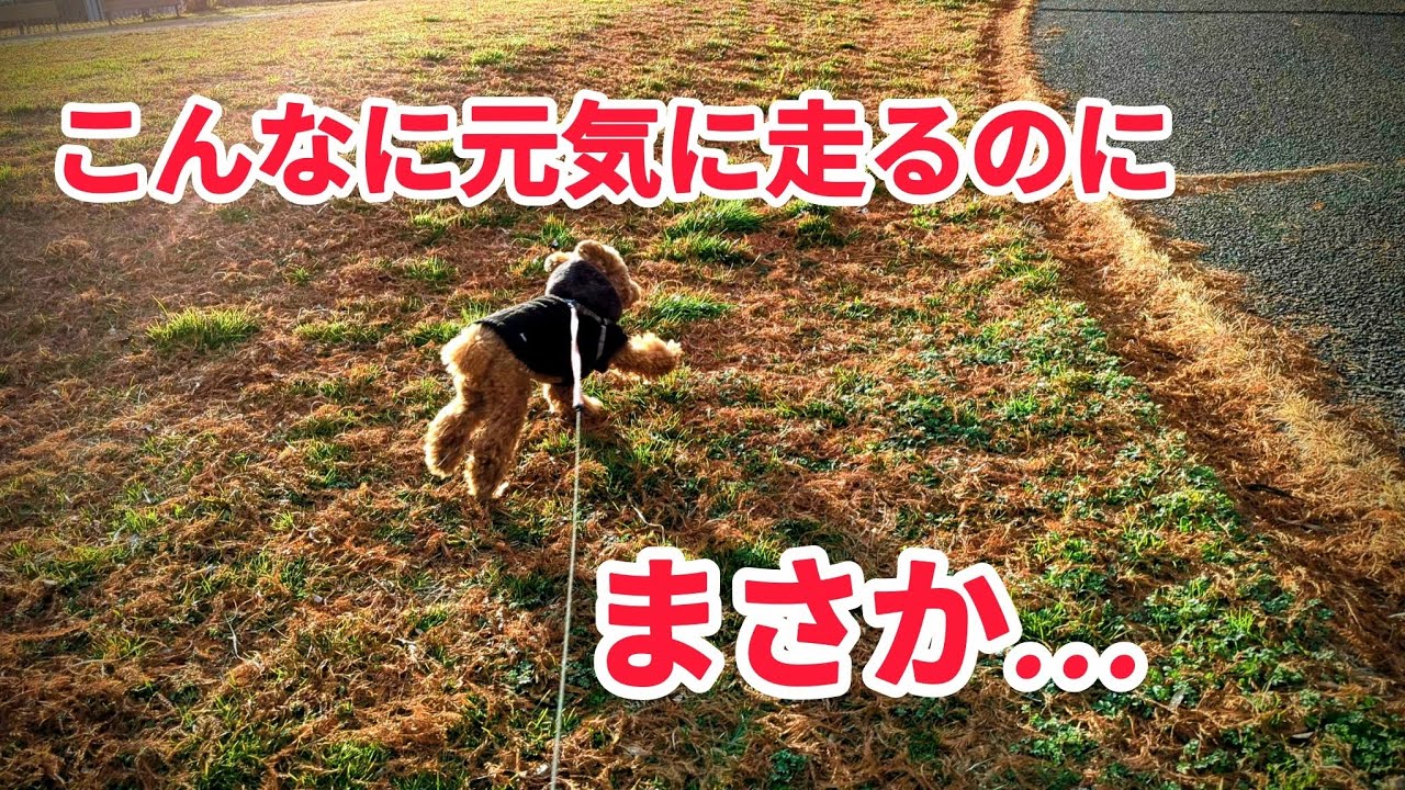 散歩中のもんちゃんの様子が変に…まさか病気だったなんて…