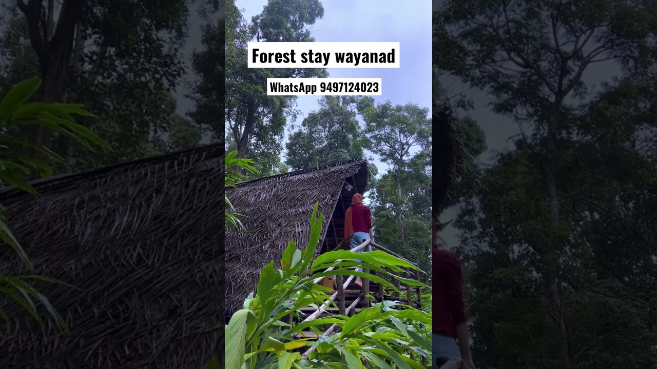 വയനാട്ടിൽ കാടിനുള്ളിൽ  താമസിക്കാം  #wayanad  #forest #resorts #stay #900kandi #wayanadresorts #jeep