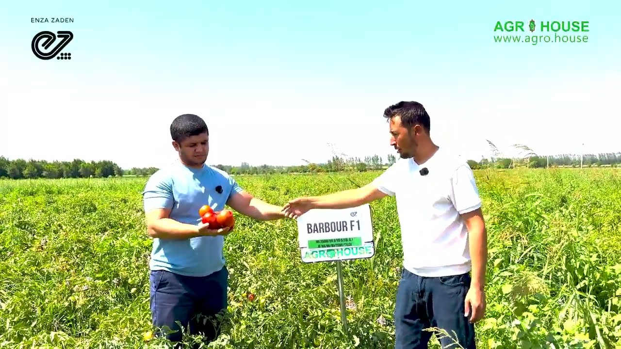 Samarqand Viloyati, Toyloq Tumani Barbour F1 pomidor duragayi | AGROHOUSE | POMIDOR