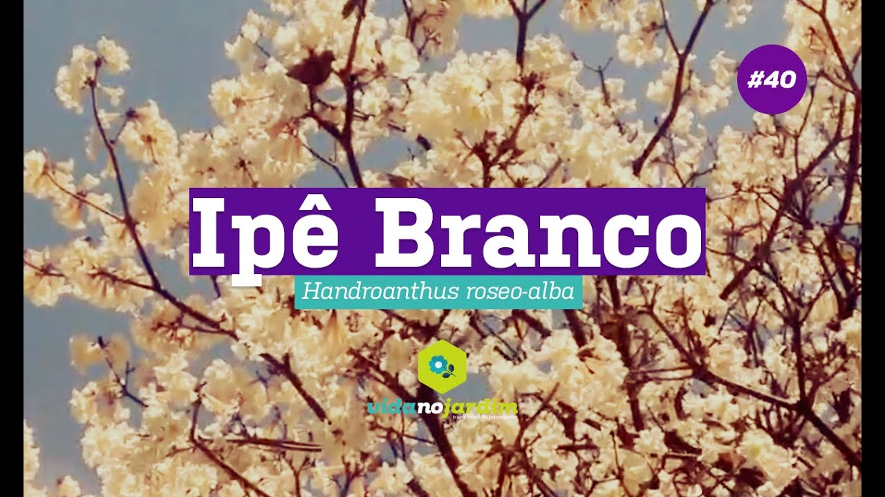 Ipê Branco - Dicas rápidas #40