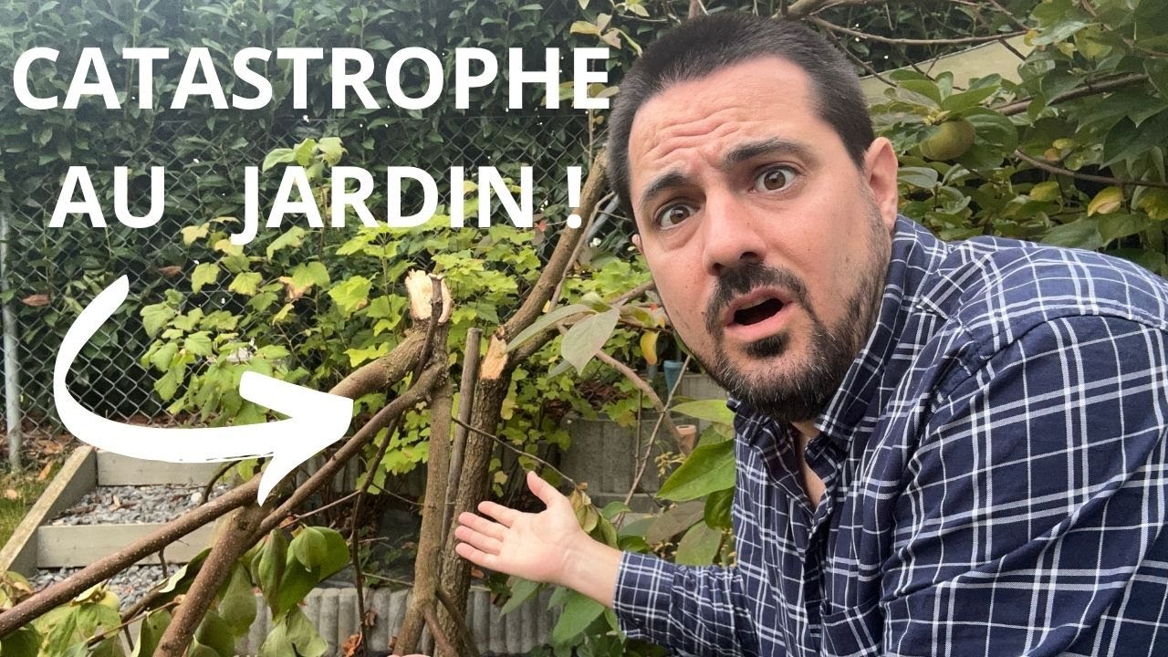 Catastrophe au jardin : mon plaqueminier s’est fendu en deux, que faire ?