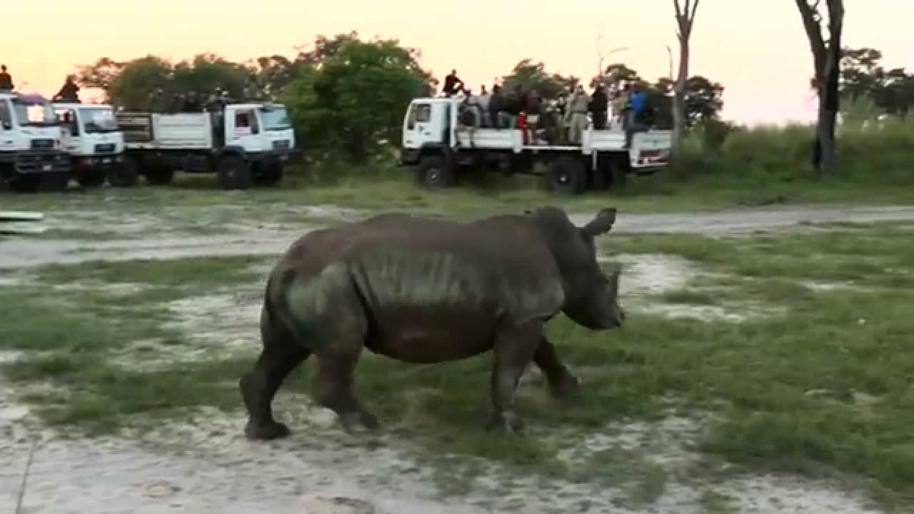 Relocating rhinos to safety - thanks to you!