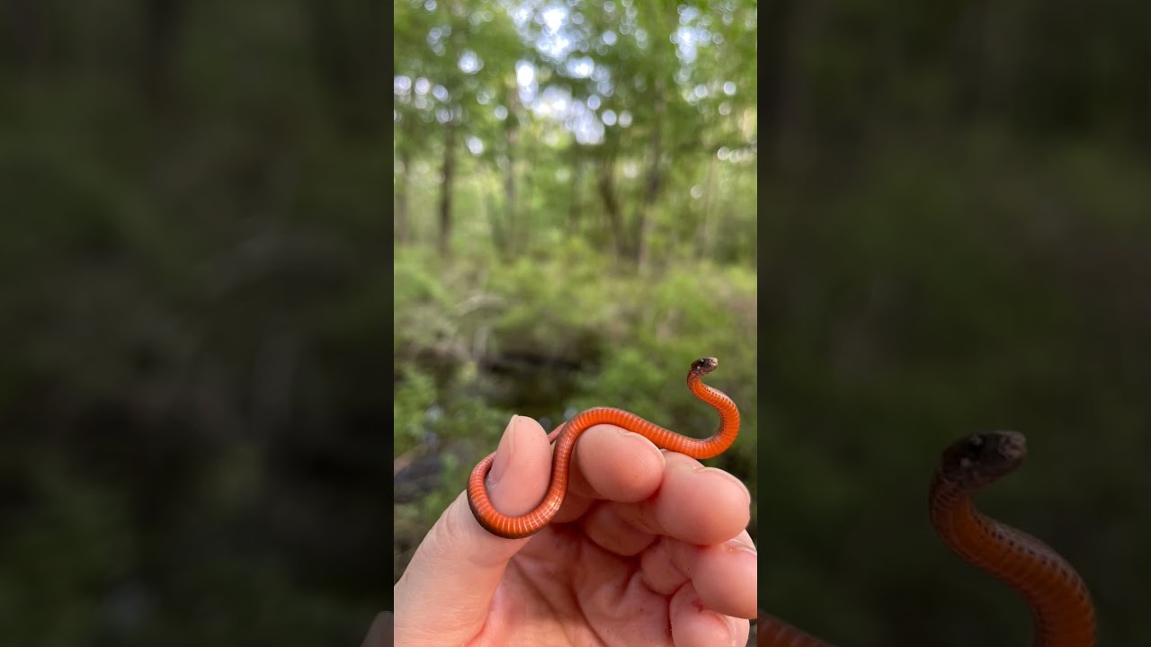 Snake farm crobra snake farm crobra snake 🐍🐍🐍🐍🐍🐍🐍🐍