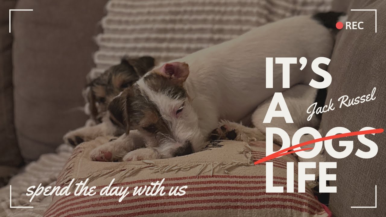 A Day In the Life of our Jack Russel Terrier Puppies