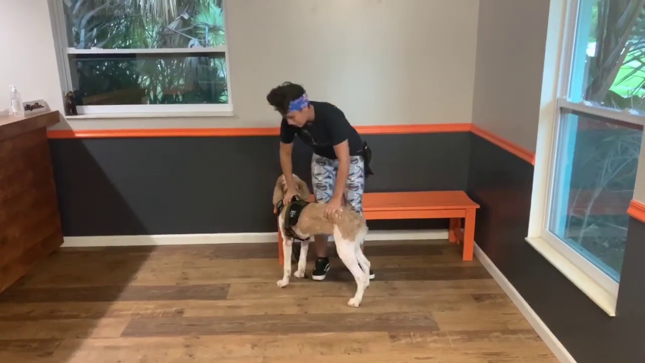 Leo | Standard Poodle | Mobility Service Dog