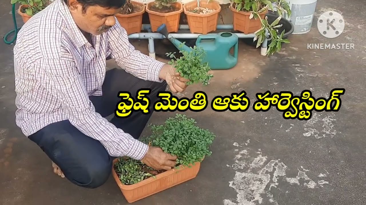 ఫ్రెష్ మెంతి ఆకు హార్వెస్టింగ్ #kalaga #terrace #gardening #ytvideos 