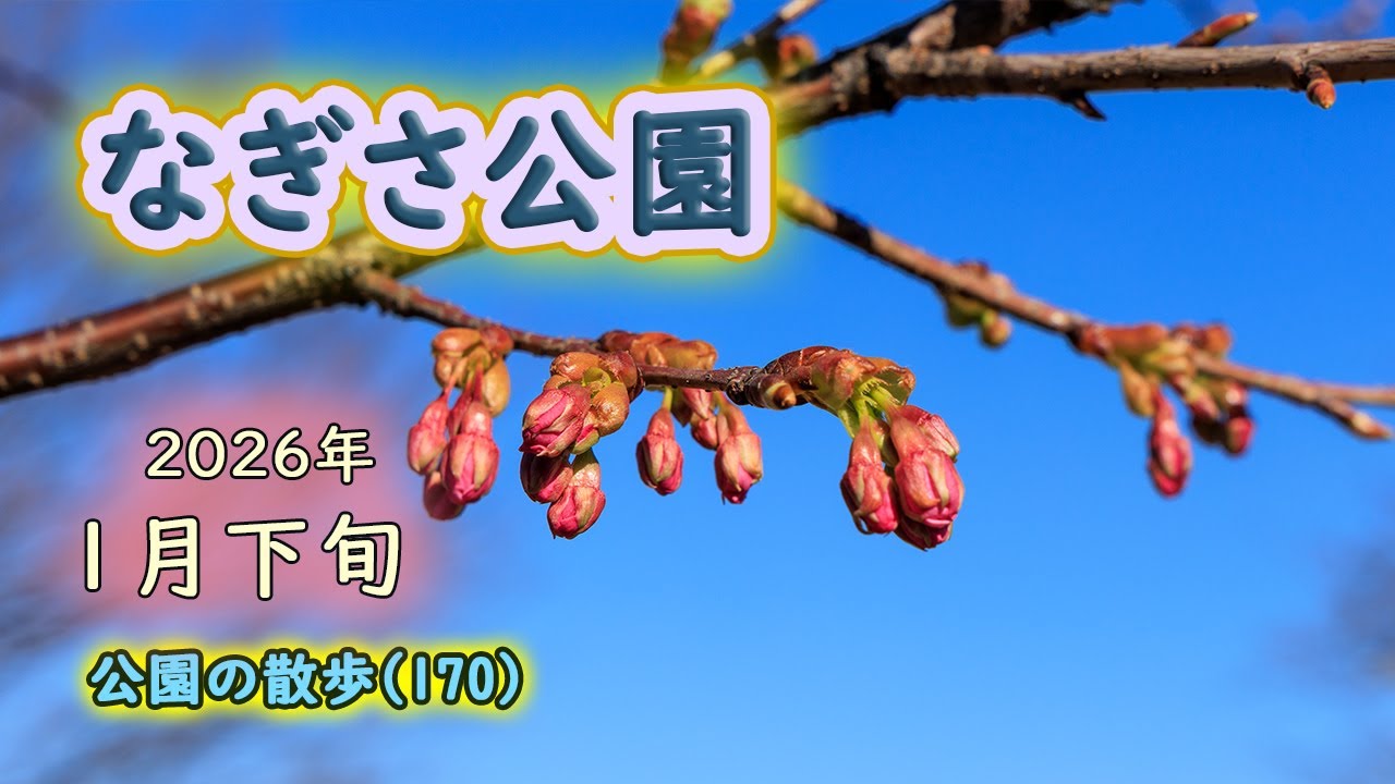 なぎさ公園　１月下旬　2026年