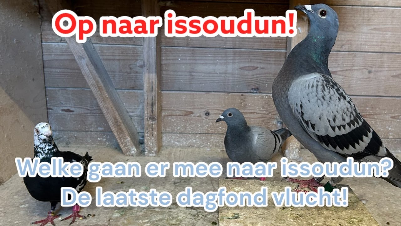 Welke duiven gaan mee naar Issoudun? | Jonge duiven bekeken & trainen voor de vlucht! 🕊️🔥