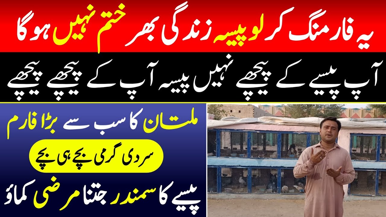 How to start Biggest Fancy Pigeon Farming in Multan | Fancy Pigeon Business in Pakistan| Ma info tv