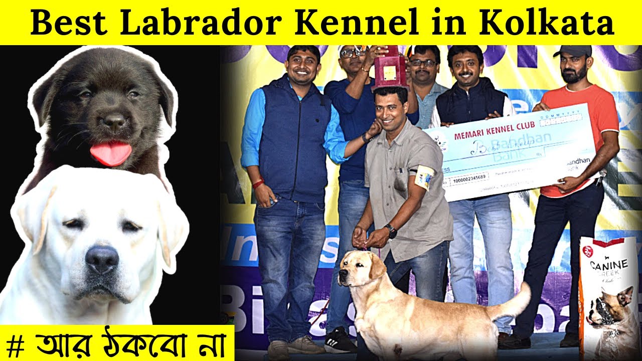Sentrievers Kennel in Kolkata - Best Labrador Kennel in Kolkata -  Imported and Champion Bloodlines