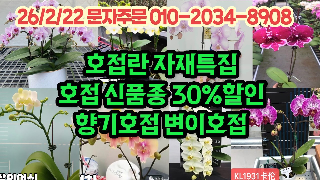 호접란 신품종 10종 30%할인 향기호접 변이호접 분갈이 자재특판까지