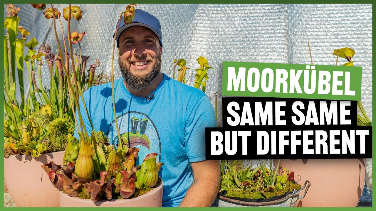 #191 Sommer, Sonne, Moorkübel - so sehen die Karnivoren im August aus
