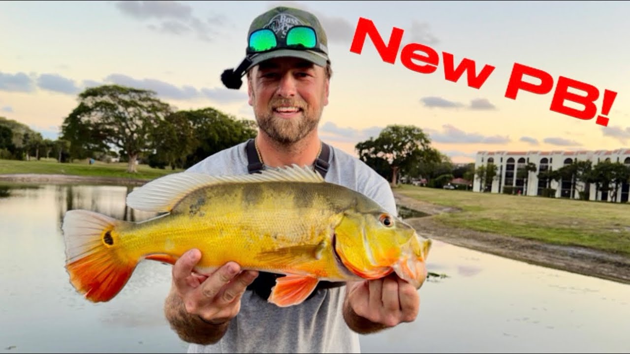 EPIC Day Peacock Bass Fishing on Live Shiners - Day 2 