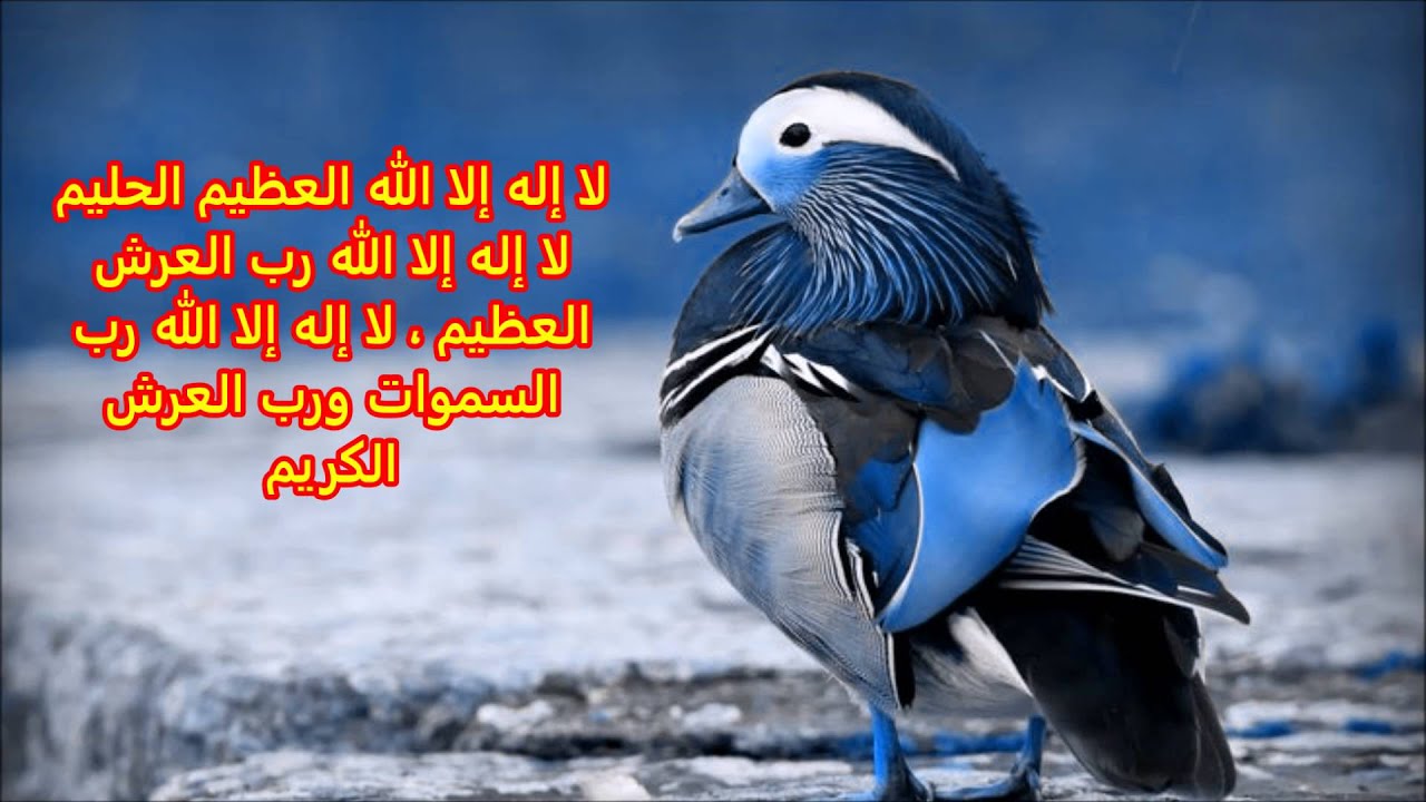 Ducada Walwalka, Walbahaarka, Walaaca, Dhibaatada iyo Murugada| Sh. Abdulaziz Oogle