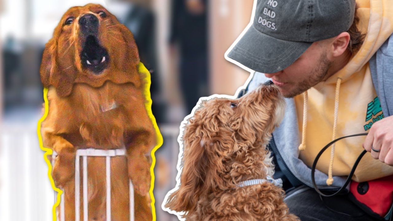 DO THEY HAVE TO PUT THIS DOG DOWN FOR AGGRESSION?