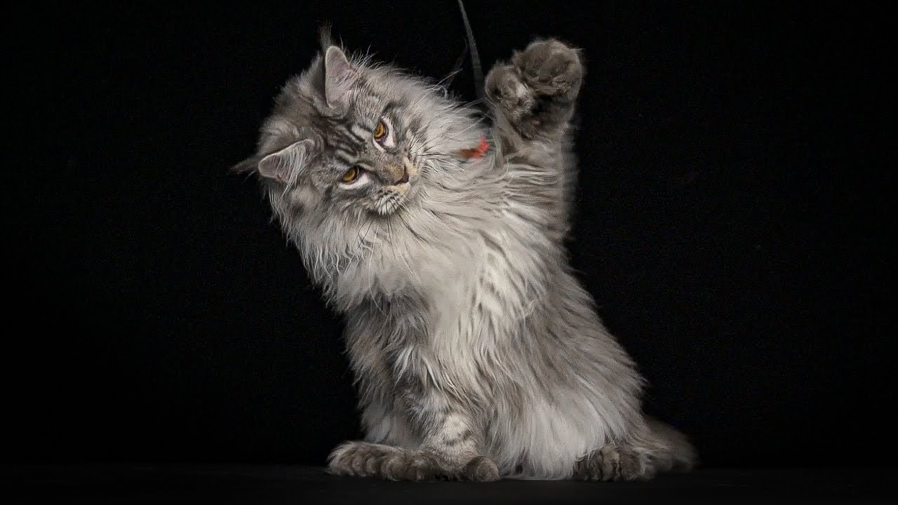 You've never seen such enormous paws | Polydactyly Maine Coon cat.