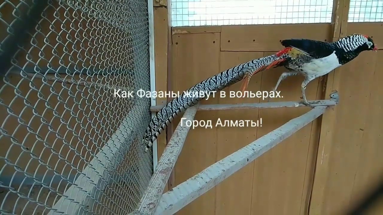 Как Фазаны живут в вольерах?