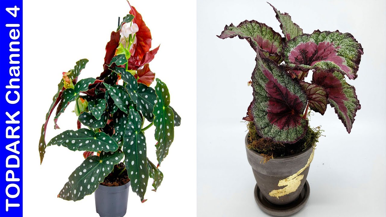 10 Lindas Variedades  de Begonias