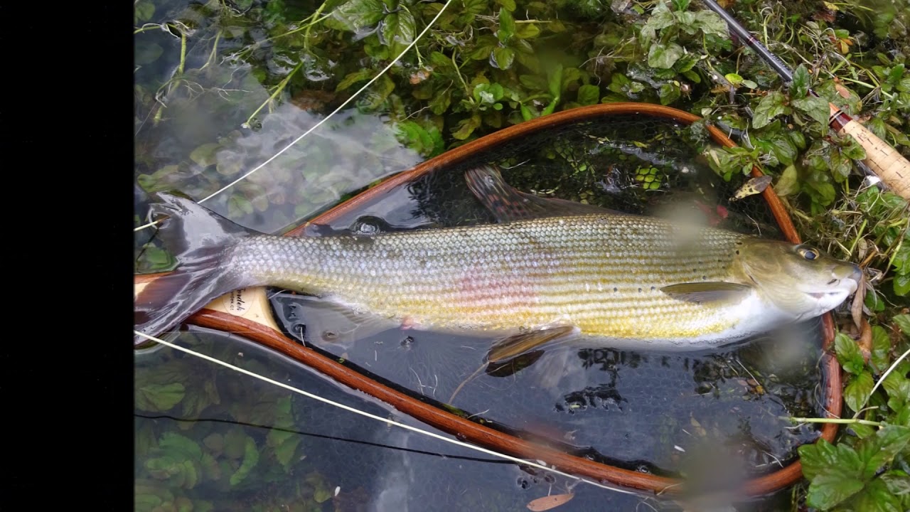 Ribnik 2016