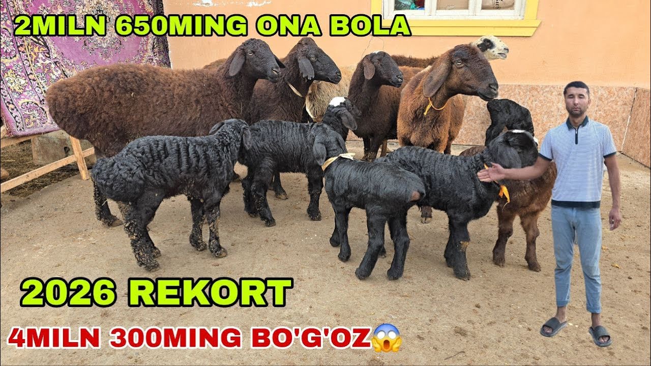 😱2miln 650ming ona bola 4miln 300ming bo’g’oz qoylar keldi tarixda kuzatilmagan narxlar yil arzochi